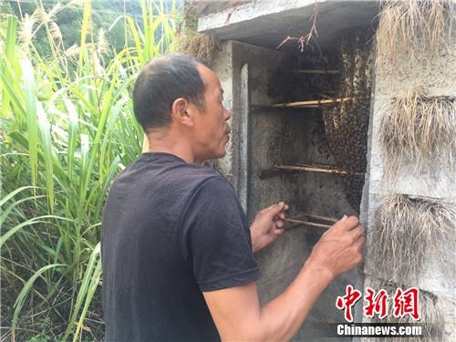 资料图：岩樟乡老夏蜂场负责人夏世有照看中蜂 